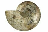 Cut & Polished Ammonite Fossil (Half) - Madagascar #256205-1